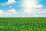 Sun and field of green fresh grass under blue sky