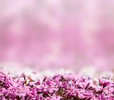 background with pink blossoming flowers