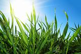 Green grass and blue sky with sun