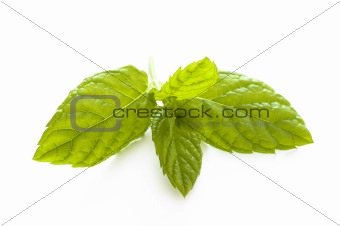 mint leaves on white