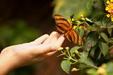 Child Hand Touching a Beautiful Oak Tiger Butterfly on Flower.