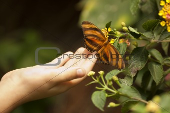 Child Hand Touching a Beautiful Oak Tiger Butterfly on Flower.