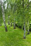 Birch trees 