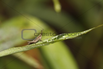 Grasshopper on leaf with dewdrops
