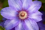 one violet flower