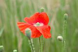 poppy flower in the field