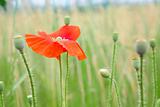 poppy flower in the field