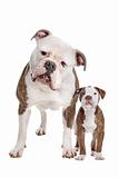 American Bulldog Adult and puppy