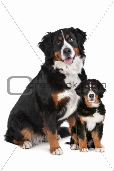 Bernese Mountain dog adult and puppy