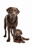 Chocolate Labrador adult and puppy