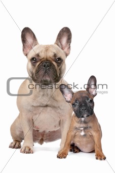 French Bulldog adult and puppy