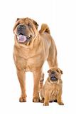 Chinese Shar Pei dog adult and puppy
