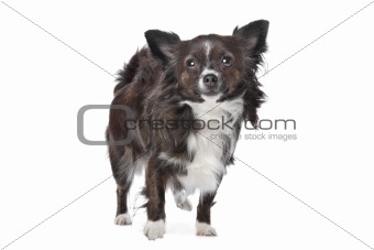 long haired chihuahua