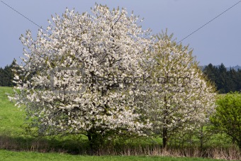 spring landscape with flowering cherry tree