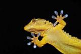 gecko lizard portrait