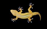 gecko on the clear glass