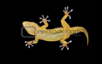 gecko on the clear glass
