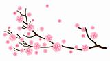 Sakura cherry blossom in spring isolated on white