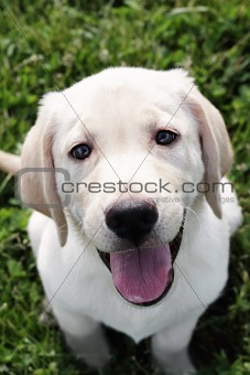 English Cream Labrador Retriever - Golden Retriever