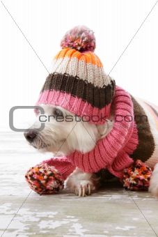 Dog wearing winter woollen clothing