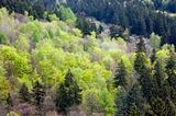 Mixed forest in spring
