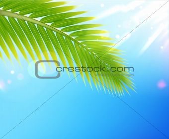 Tropical summer background