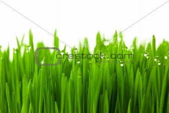 Fresh green wheat grass with drops dew / isolated on white with 