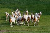 Herd of antelopes