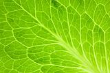 Fresh Green Leaf / Super Macro 