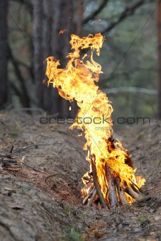 Fire in the wood on nature.