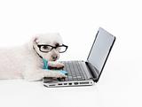Business or Educated dog using compuer