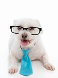 Dog wearing eye glasses