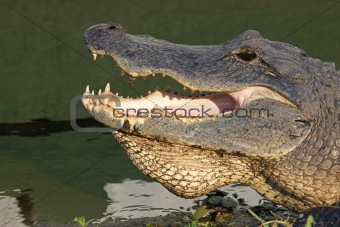 Head of an American alligator