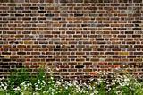 Brick wall and daisies