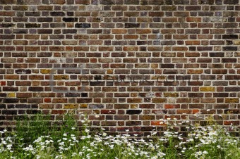 Brick wall and daisies