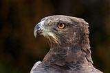 Martial eagle portrait
