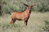Roan antelope