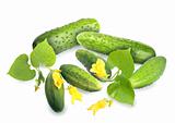 Green cucumbers with leaf and yellow flowers