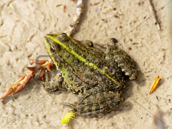 Frog on the sand