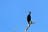 cormorant (phalacrocorax carbo)
