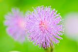 Sensitive plant flowers in the green nature