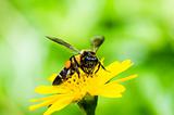 bee in macro green nature