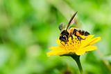 bee in macro green nature