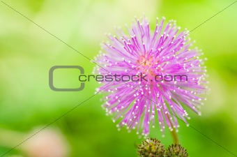 Sensitive plant flowers in the green nature