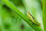 grasshopper macro in green nature 
