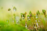 Fresh moss macro in green nature