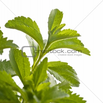 stevia rebaudiana decorative plant