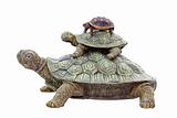 Red Footed Tortoise on Top