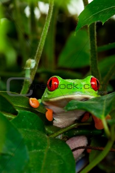 Red Eyed Tree Frog in Leaves