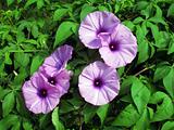 purple bindweed flowers